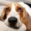 how to tackle bad pet odors in carpet, rug and upholstery