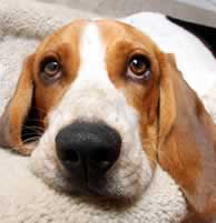 dog on carpet with pet stain and odor
