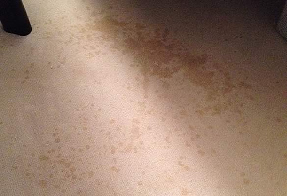 Carpet and Rug Cleaning NYC